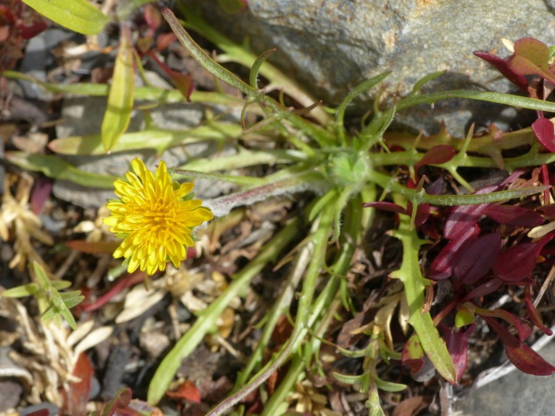 Agoseris coronopifolia photo 4