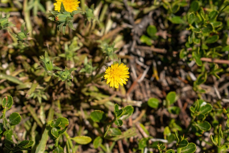Agoseris coronopifolia photo 5