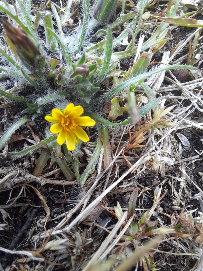 Agoseris coronopifolia photo 6