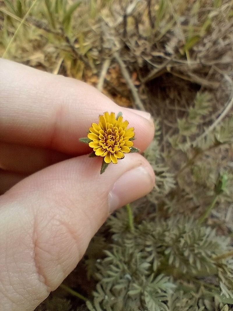 Agoseris coronopifolia photo 7