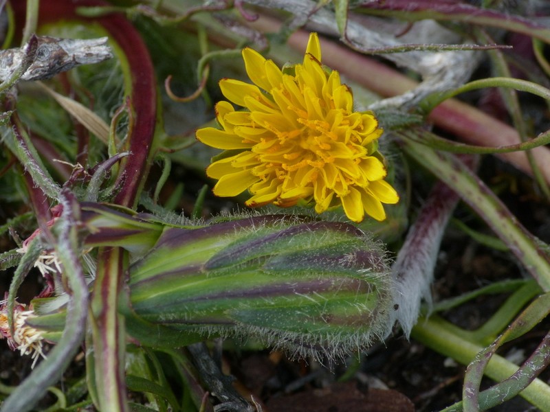 Agoseris coronopifolia photo 8