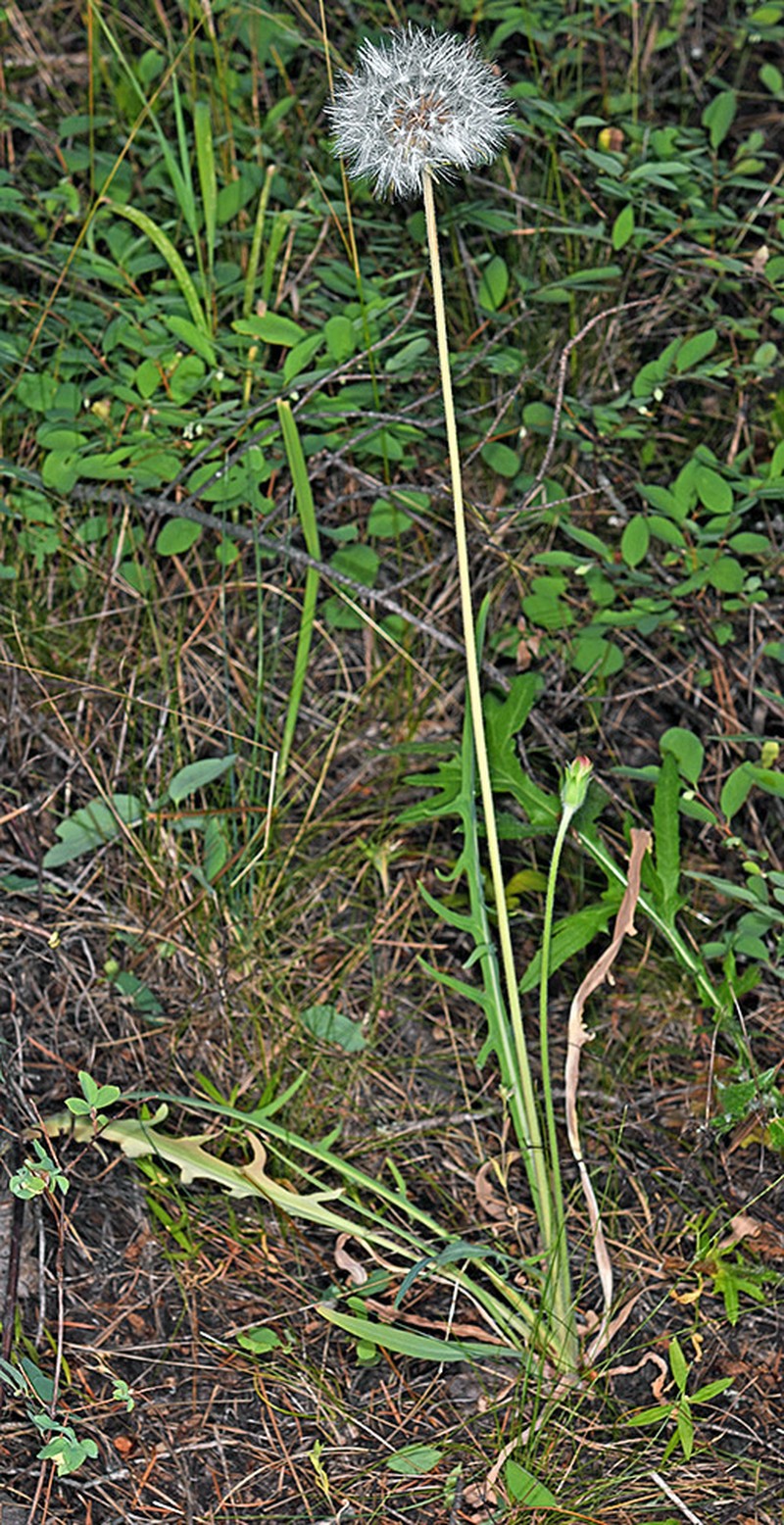 Tall Agoseris photo 2