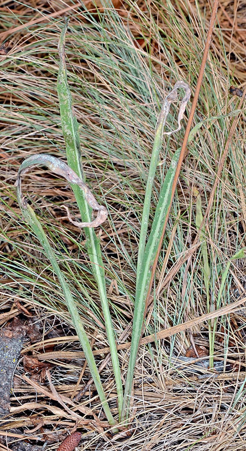 Tall Agoseris photo 3