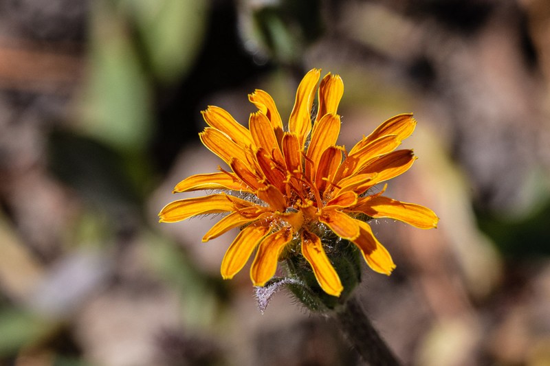 Tall Agoseris photo 4