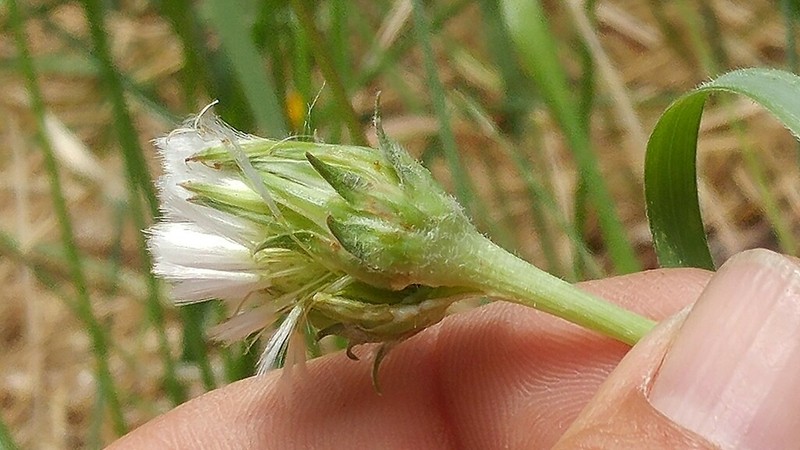 Tall Agoseris photo 5