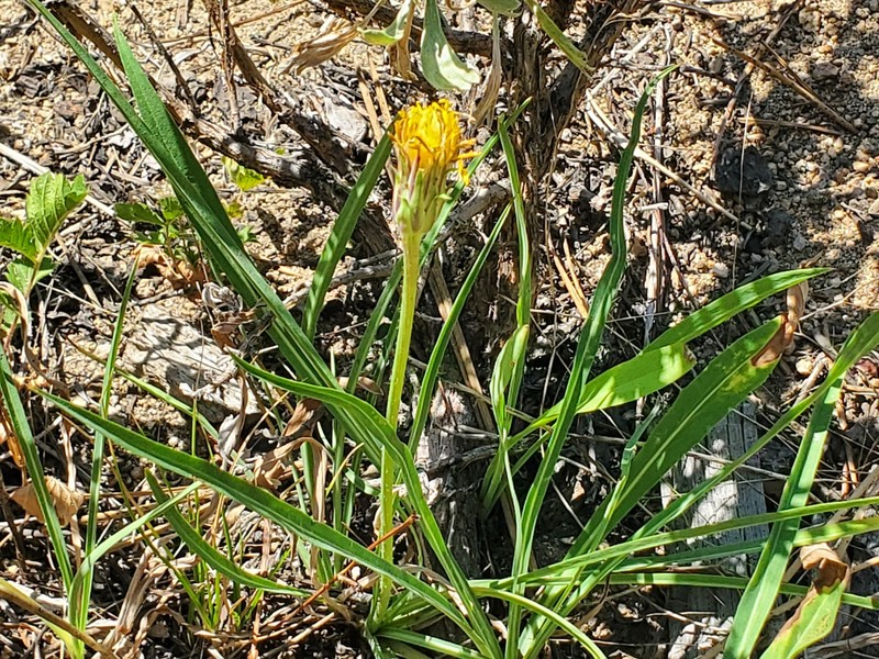 Tall Agoseris photo 6