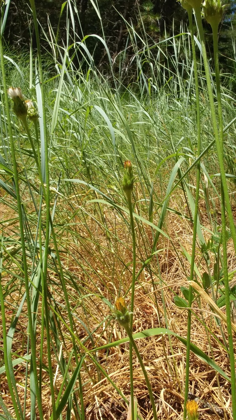 Tall Agoseris photo 7