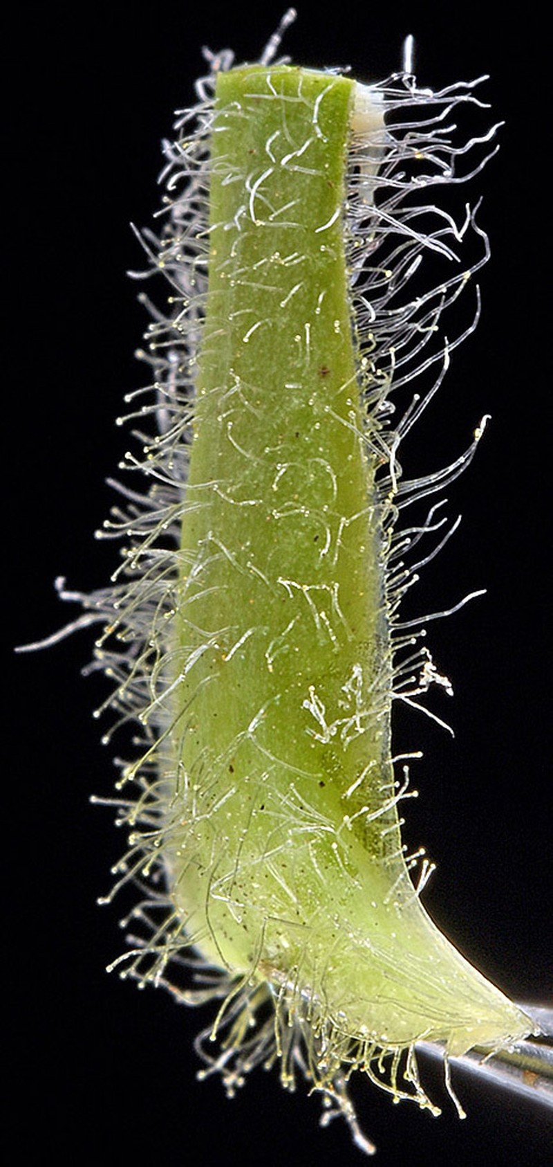 Tall Agoseris photo 8
