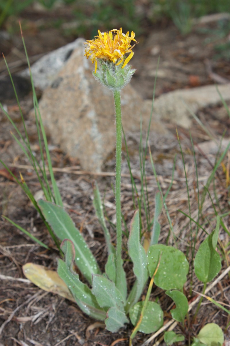 pale agoseris