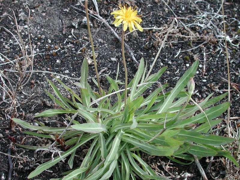 pale agoseris photo 3