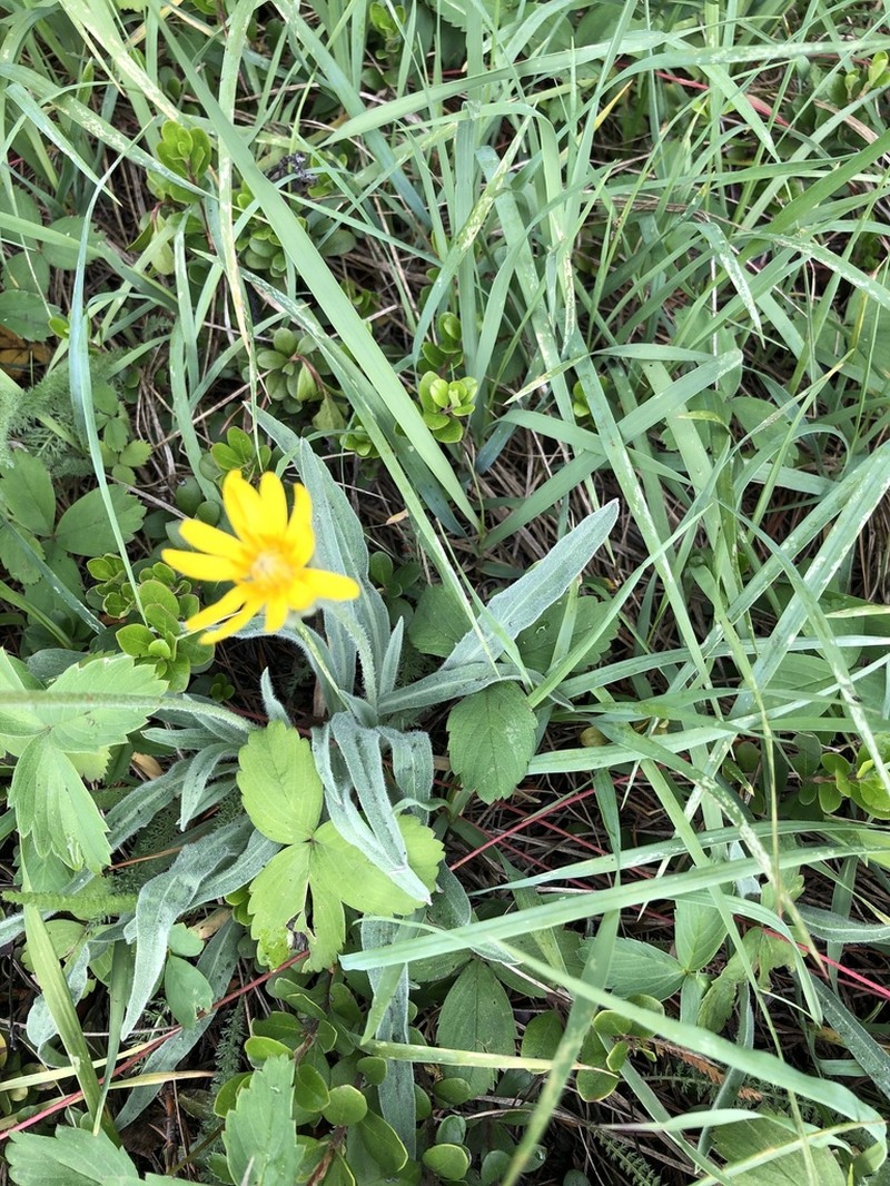 pale agoseris photo 4