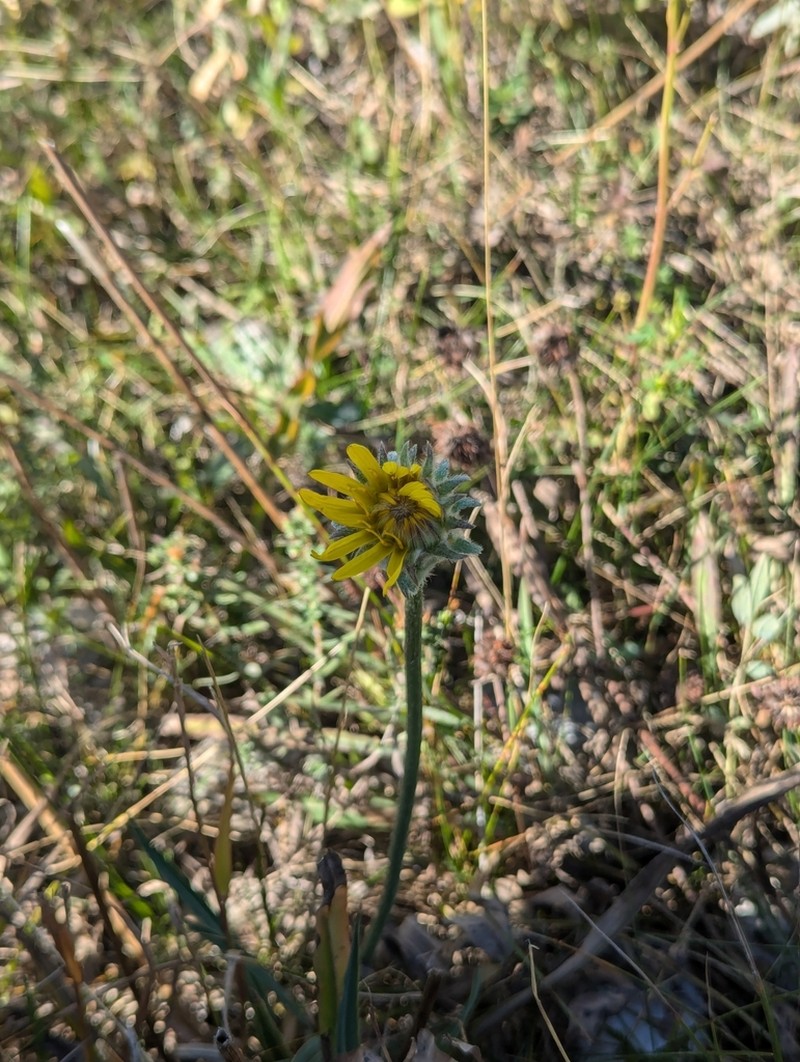 pale agoseris photo 5
