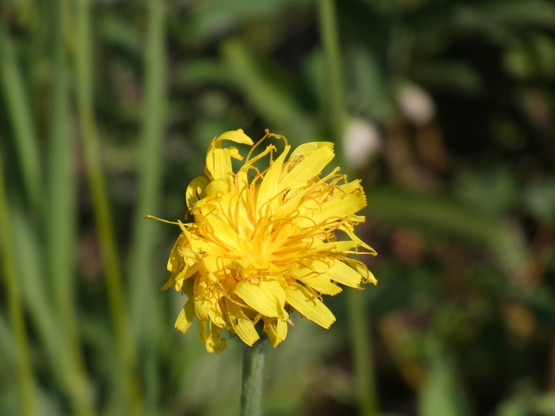 pale agoseris photo 6
