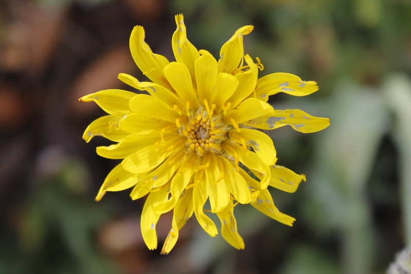 pale agoseris photo 7