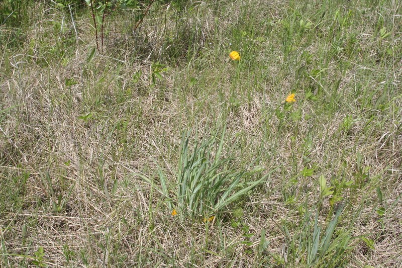 pale agoseris photo 8