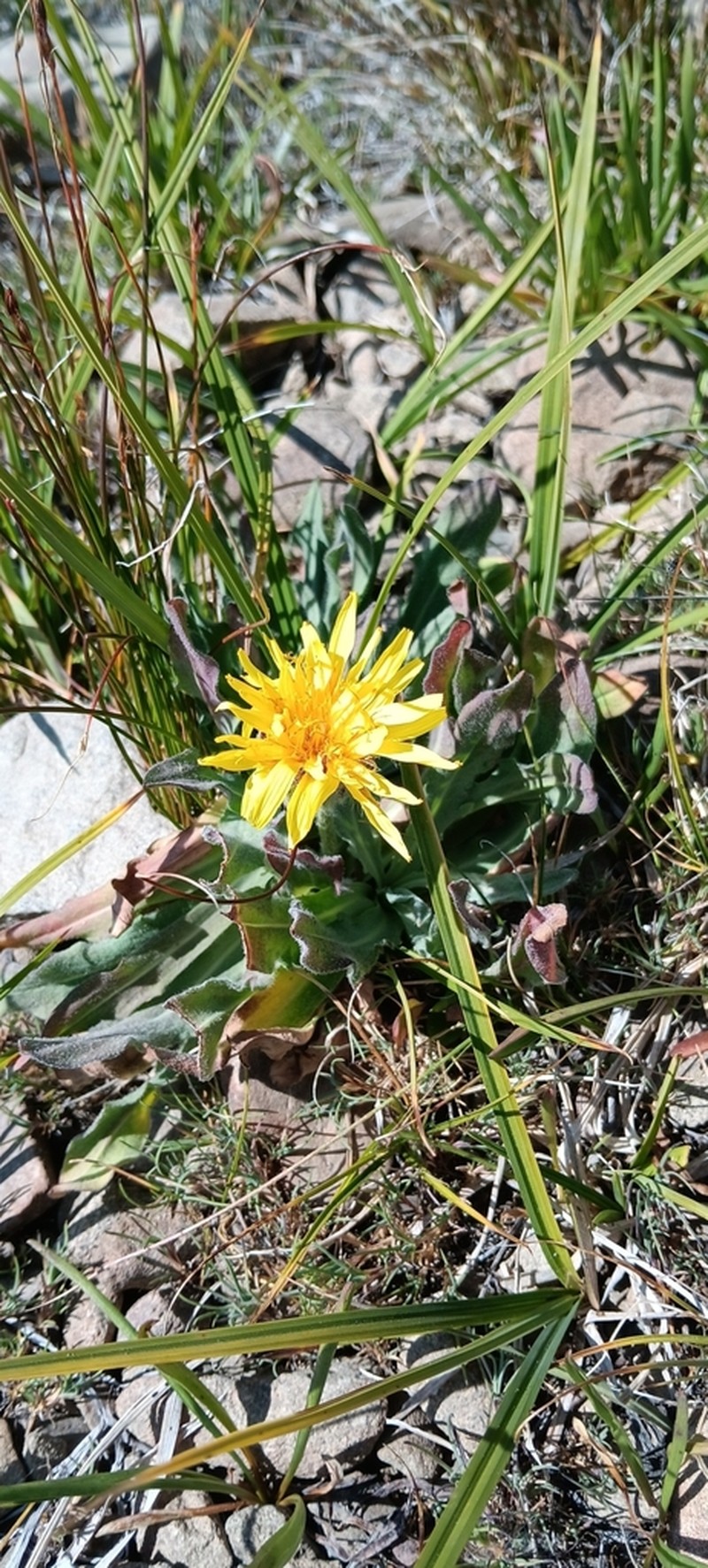 pale agoseris photo 9