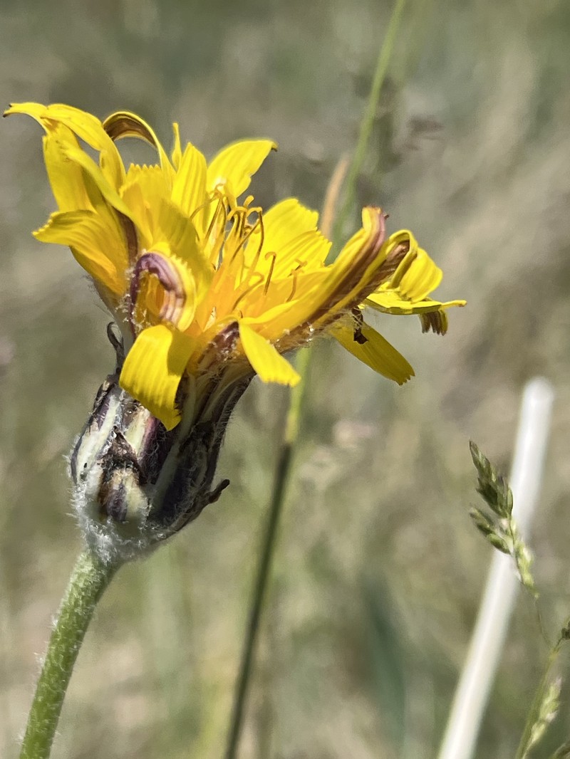 Agoseris glauca var. dasycephala
