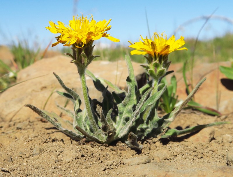 Agoseris glauca var. dasycephala photo 2