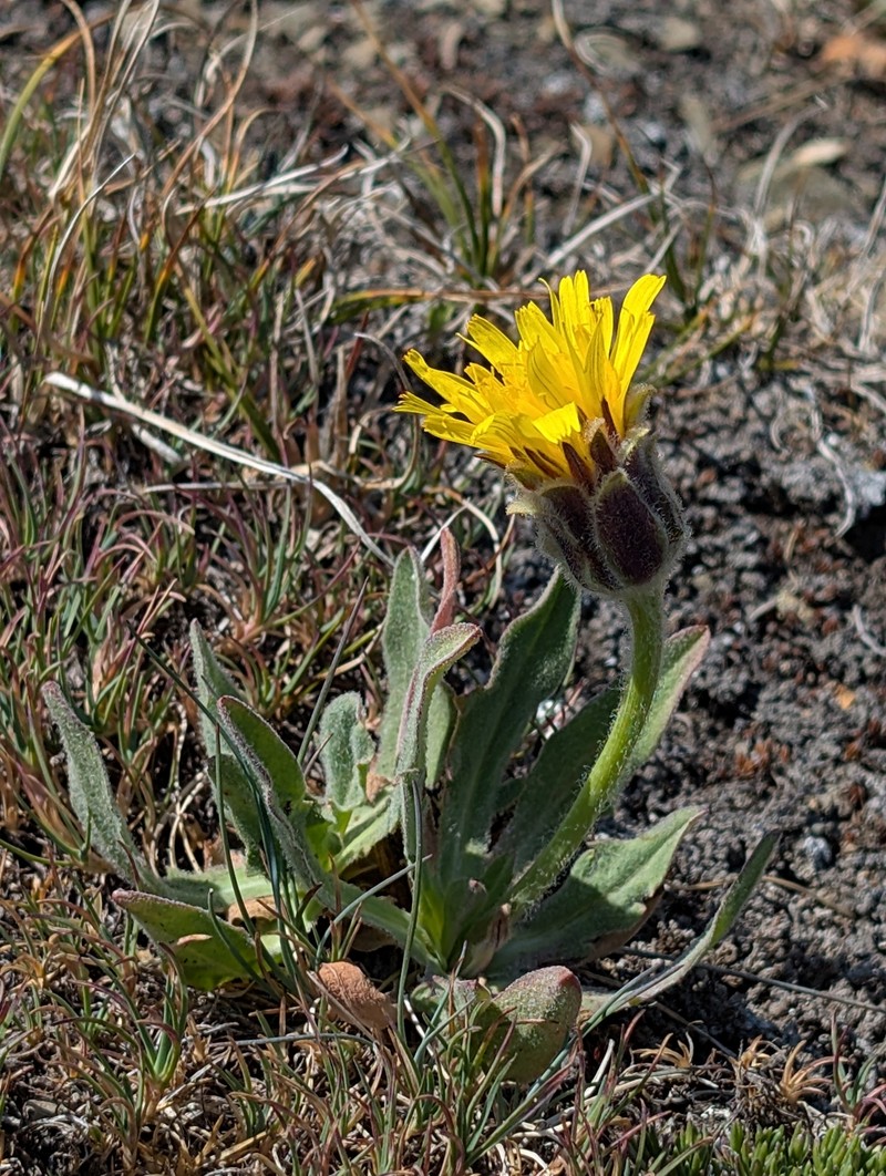 Agoseris glauca var. dasycephala photo 3