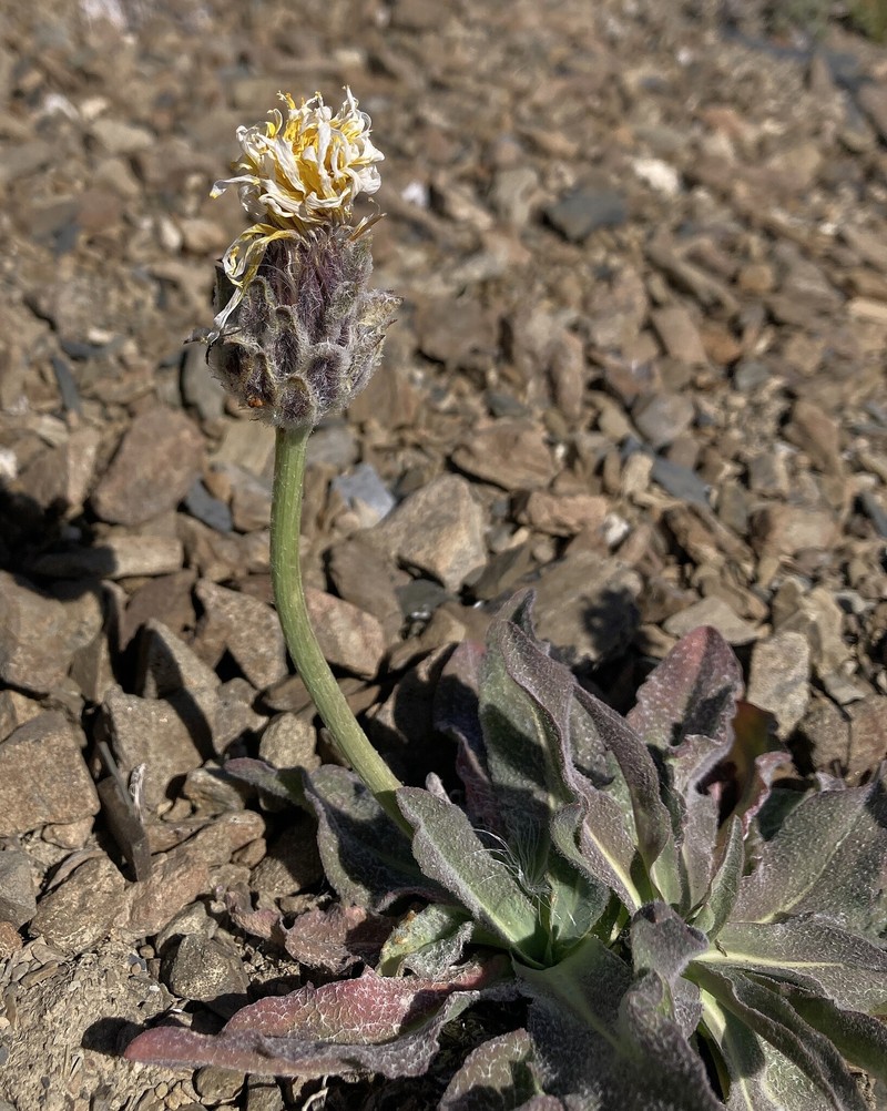 Agoseris glauca var. dasycephala photo 4