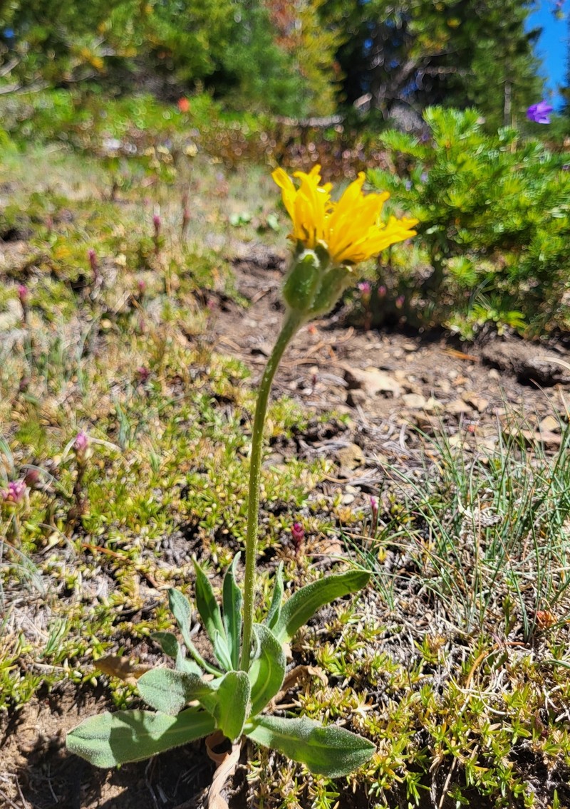 Agoseris glauca var. dasycephala photo 5