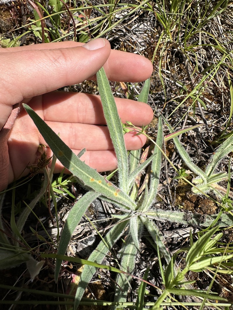Agoseris glauca var. dasycephala photo 6