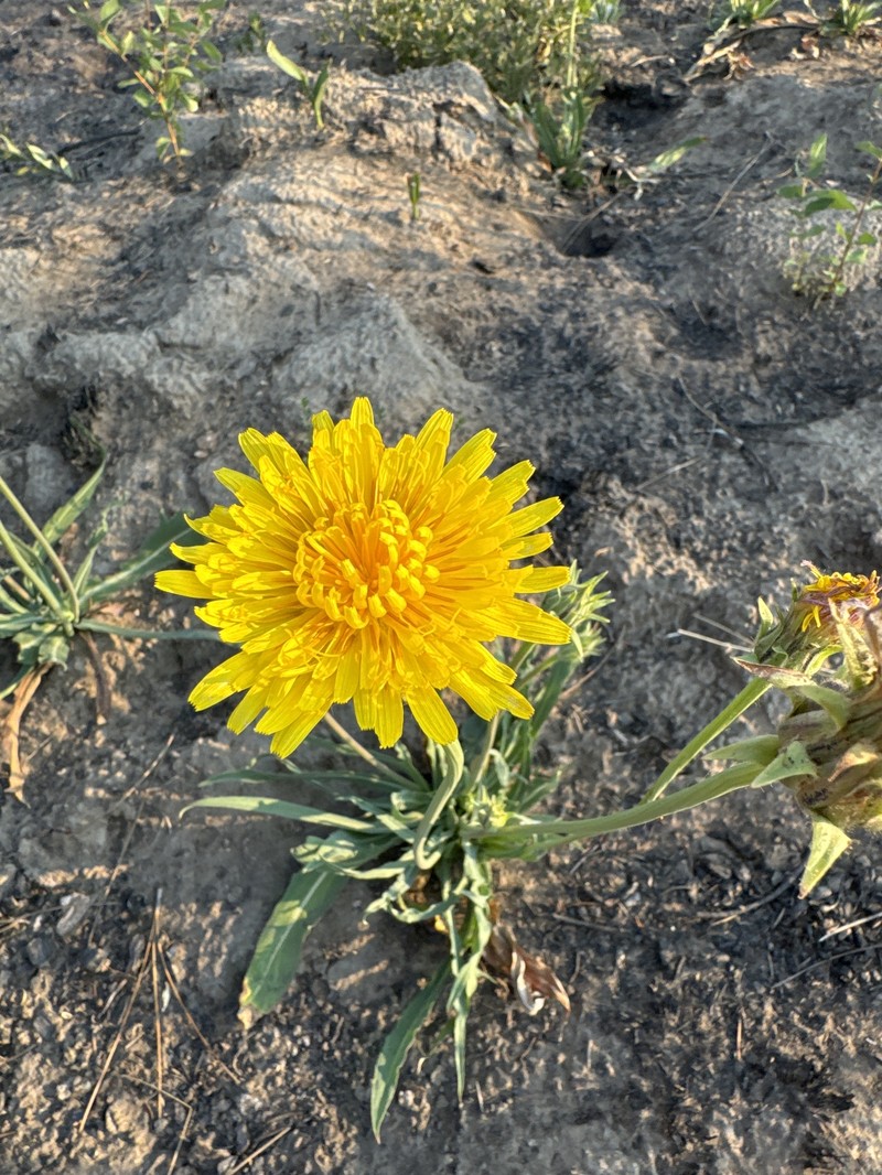 Agoseris glauca var. dasycephala photo 7