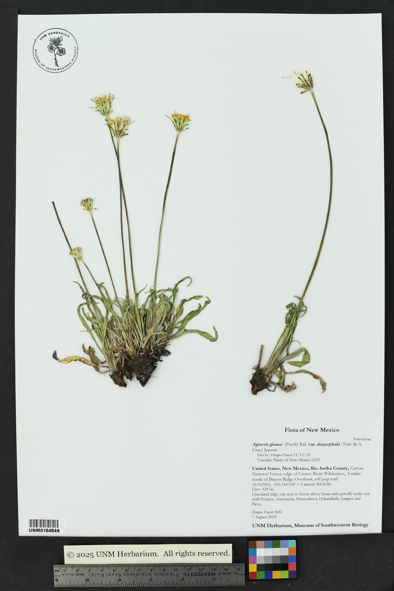 Agoseris glauca var. dasycephala photo 8