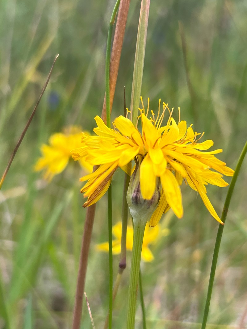 Agoseris