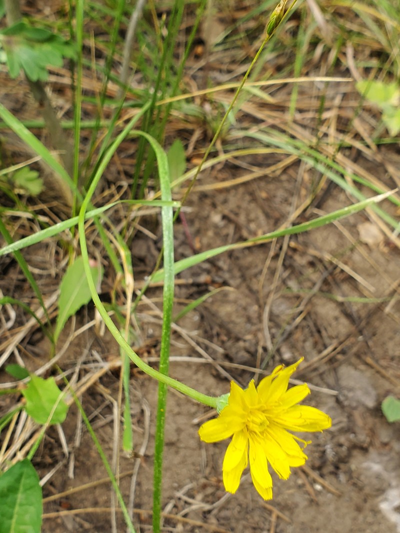 Agoseris photo 2