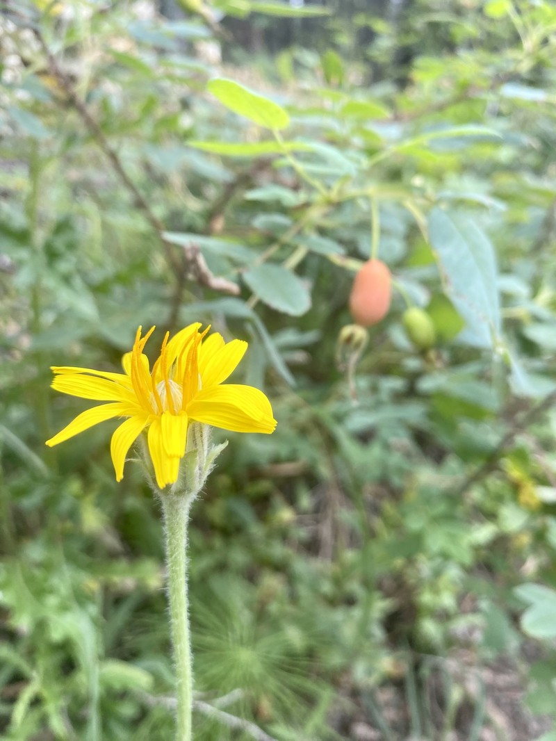 Agoseris photo 4