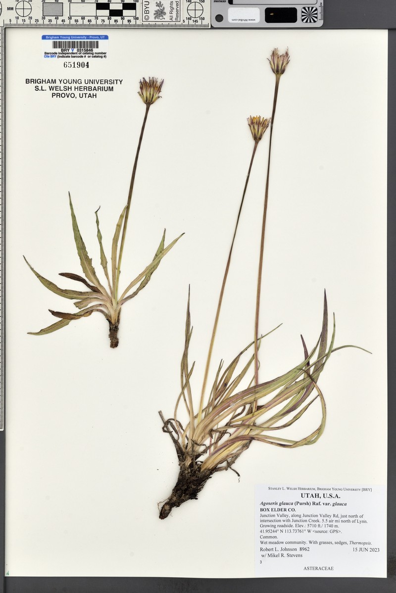 Agoseris photo 5