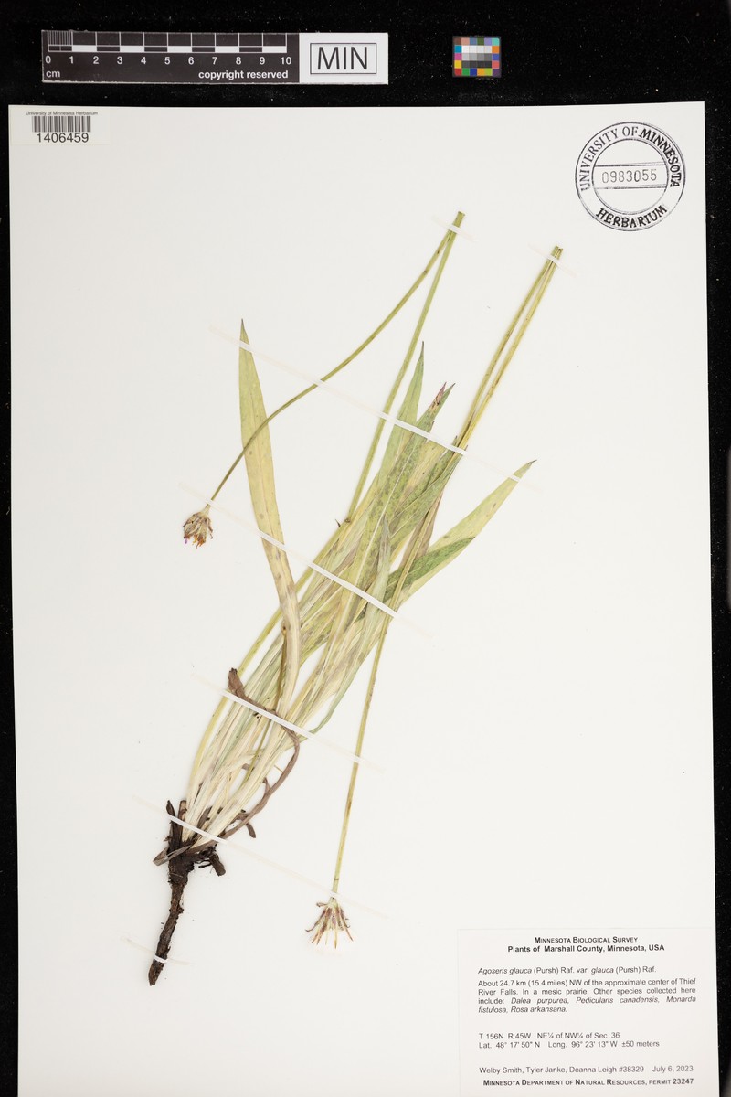 Agoseris photo 6