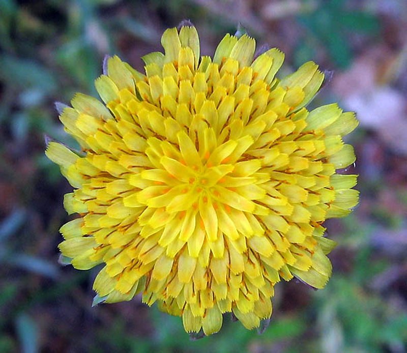 Bigflower Agoseris
