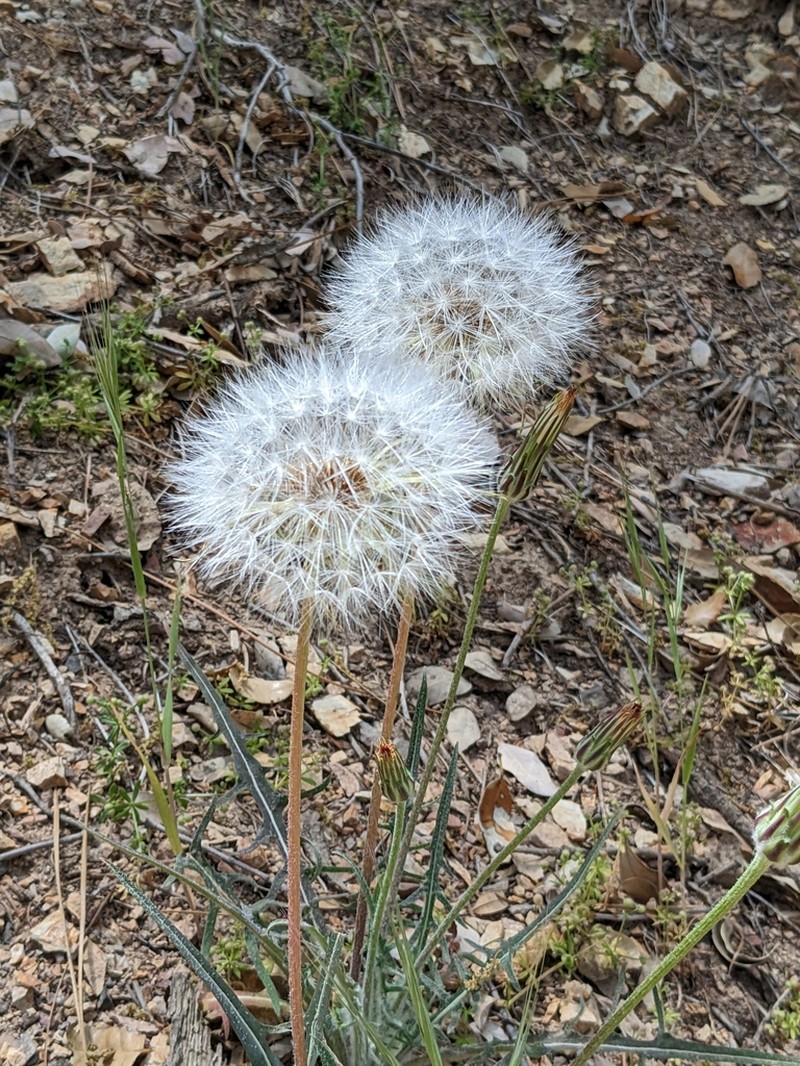 Bigflower Agoseris photo 2