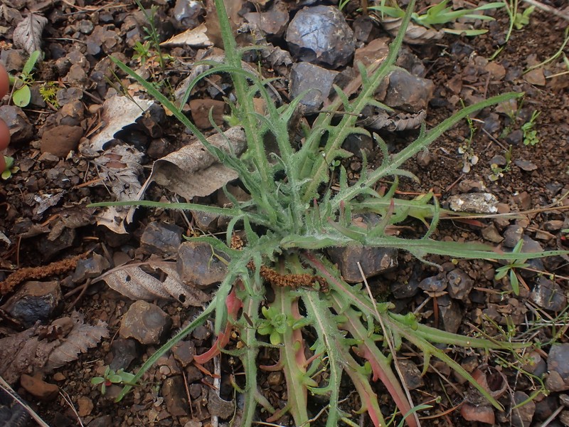 Bigflower Agoseris photo 3