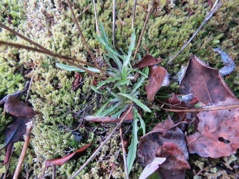 Bigflower Agoseris photo 4