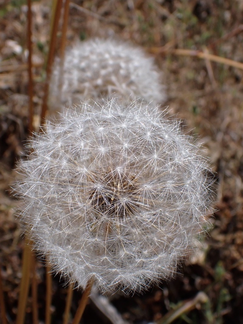 Bigflower Agoseris photo 5