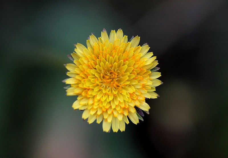 Bigflower Agoseris photo 6