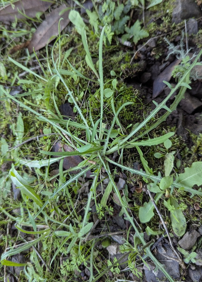 Agoseris grandiflora var. grandiflora