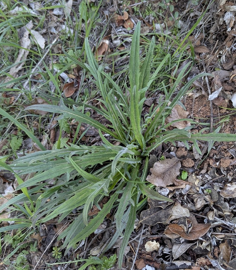 Agoseris grandiflora var. grandiflora photo 2