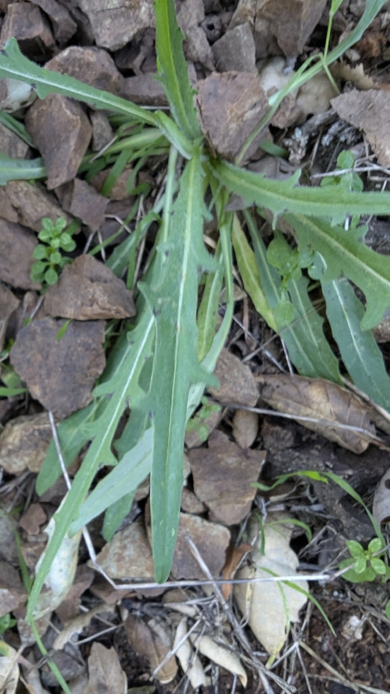 Agoseris grandiflora var. grandiflora photo 4