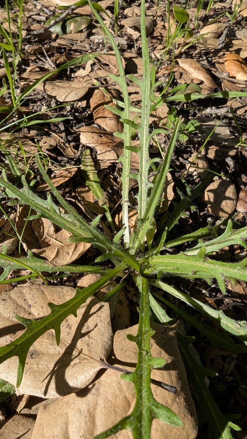 Agoseris grandiflora var. grandiflora photo 6