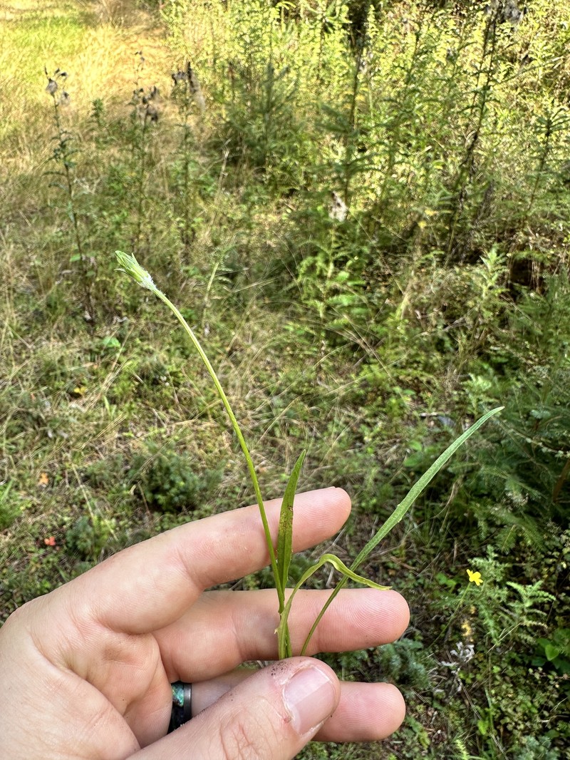 Agoseris grandiflora var. leptophylla photo 2