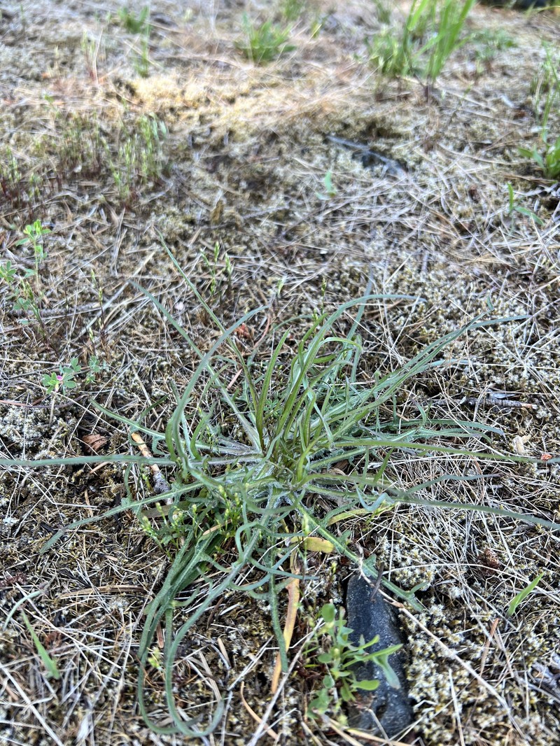 Agoseris grandiflora var. leptophylla photo 3