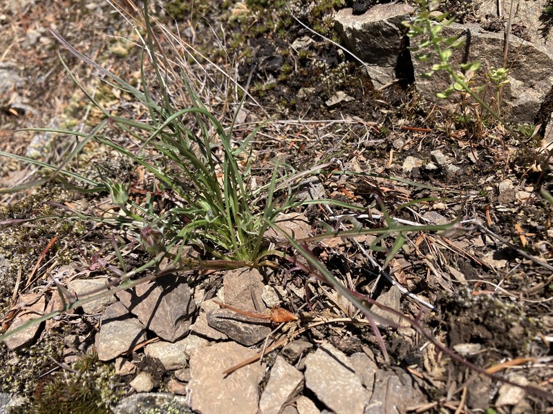 Agoseris grandiflora var. leptophylla photo 4