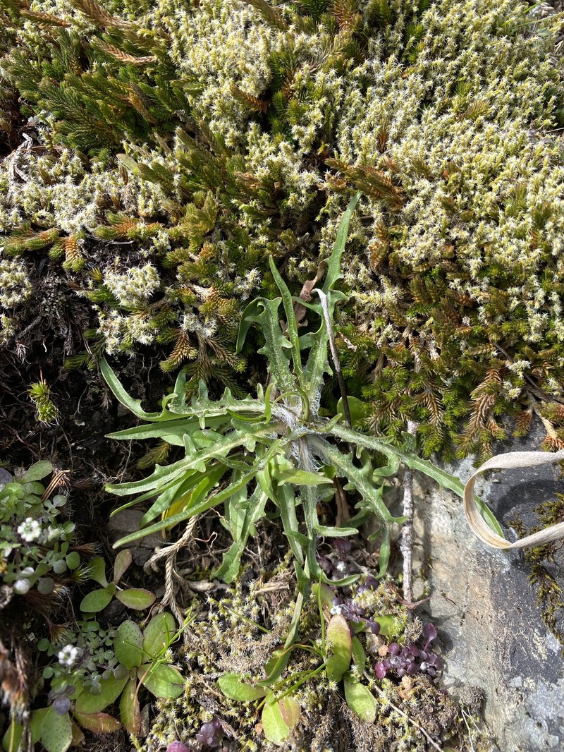 Agoseris grandiflora var. leptophylla photo 5