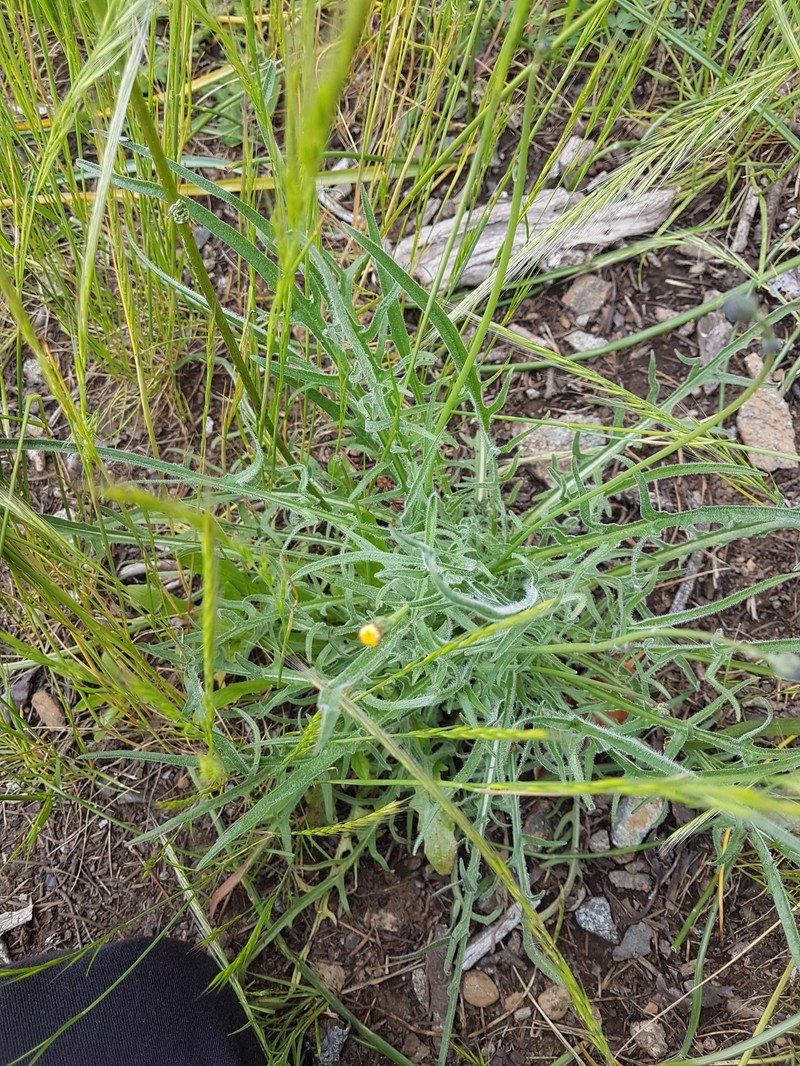 Agoseris grandiflora var. leptophylla photo 6