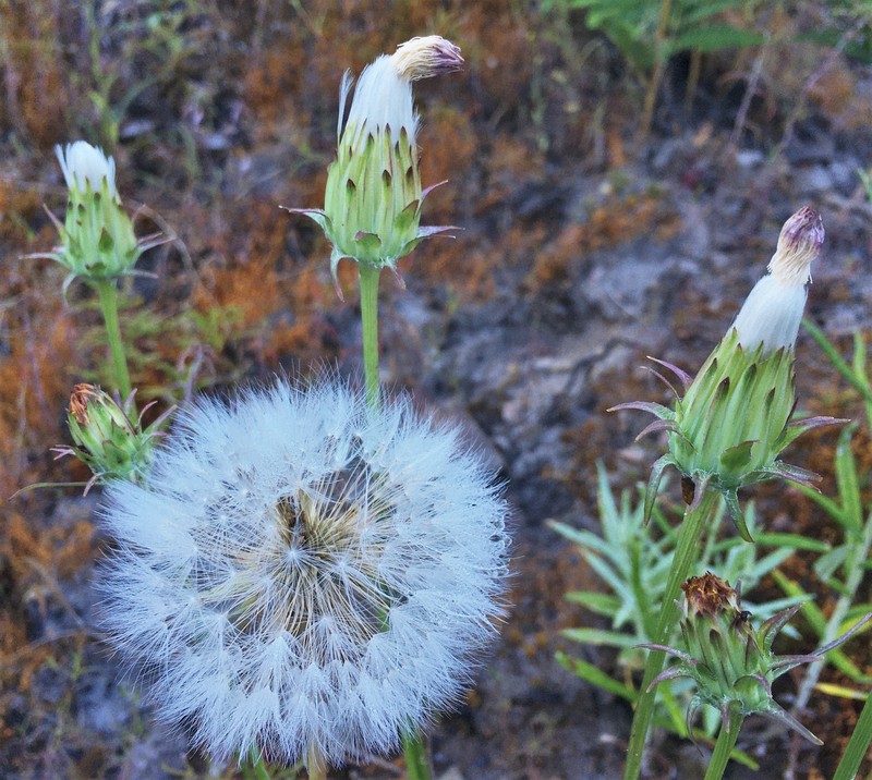 Agoseris grandiflora var. leptophylla photo 7