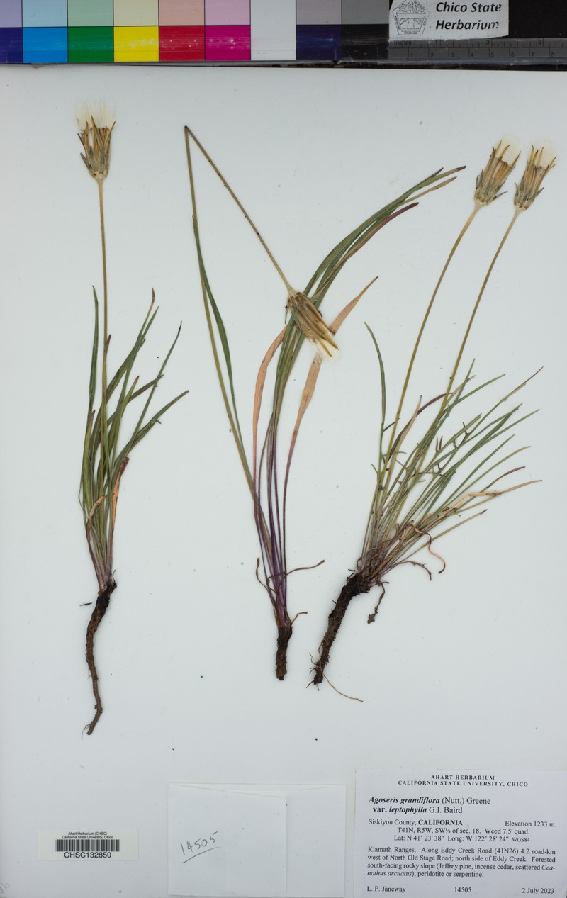 Agoseris grandiflora var. leptophylla photo 8